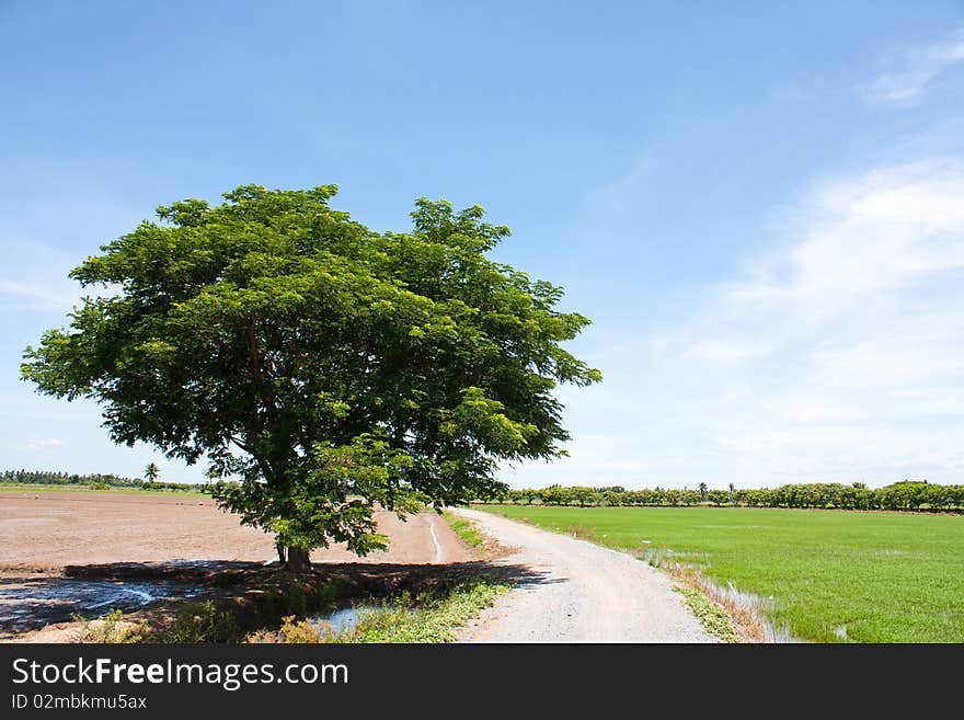 Tree and sky