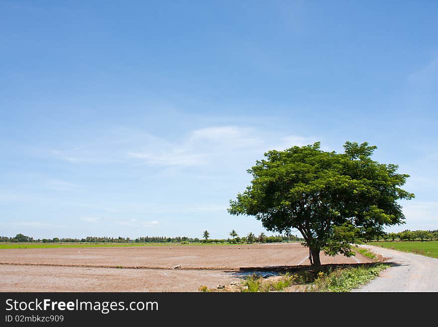 Tree and sky