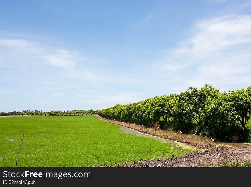 Field rice and the blue sky in the thailand. Field rice and the blue sky in the thailand.