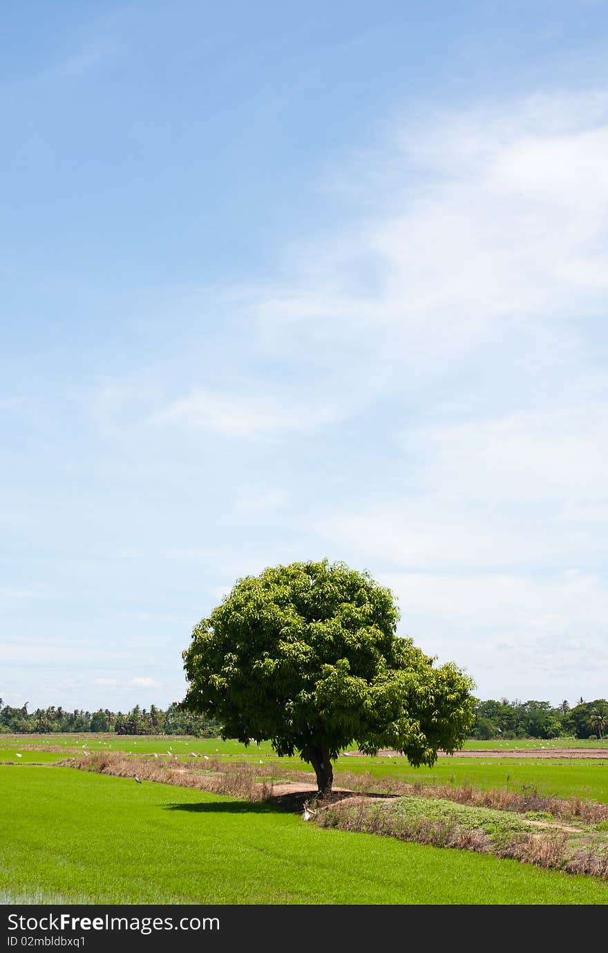 Tree And The Field Rice