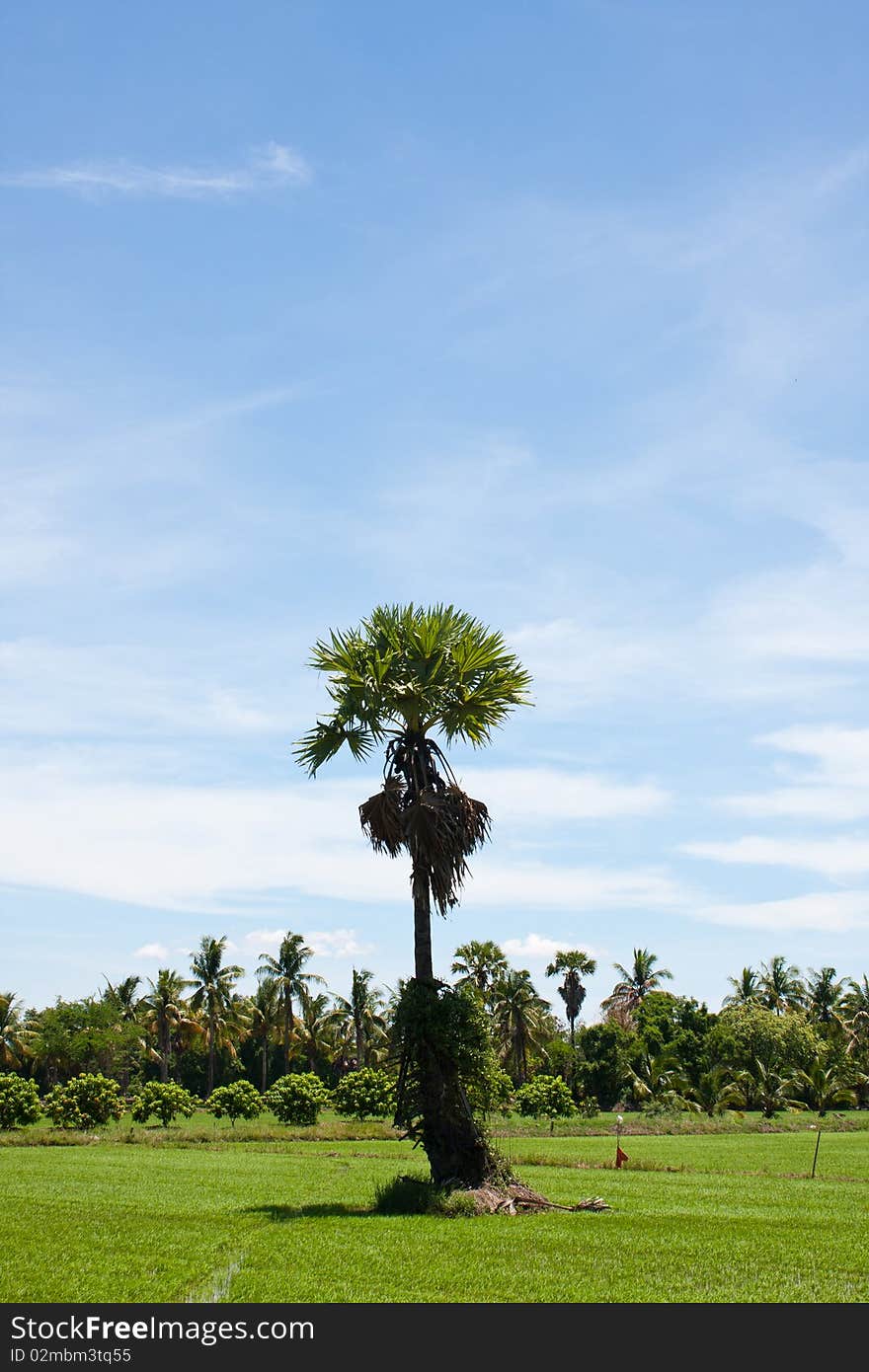 Tree And The Field Rice