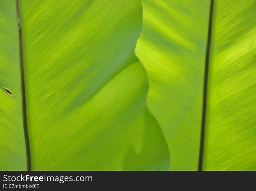 Twin Light of leaf in garden. Twin Light of leaf in garden