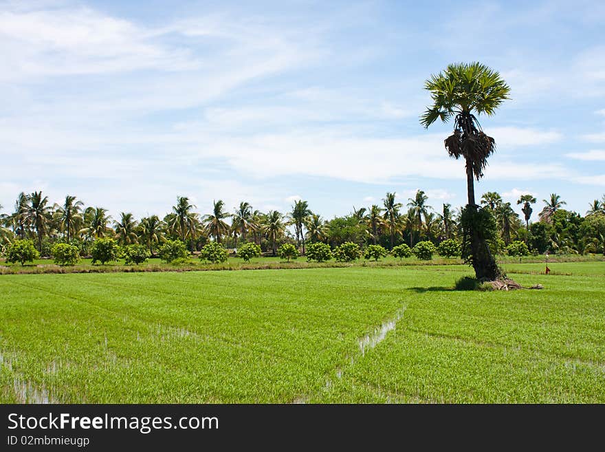 Tree and the field rice