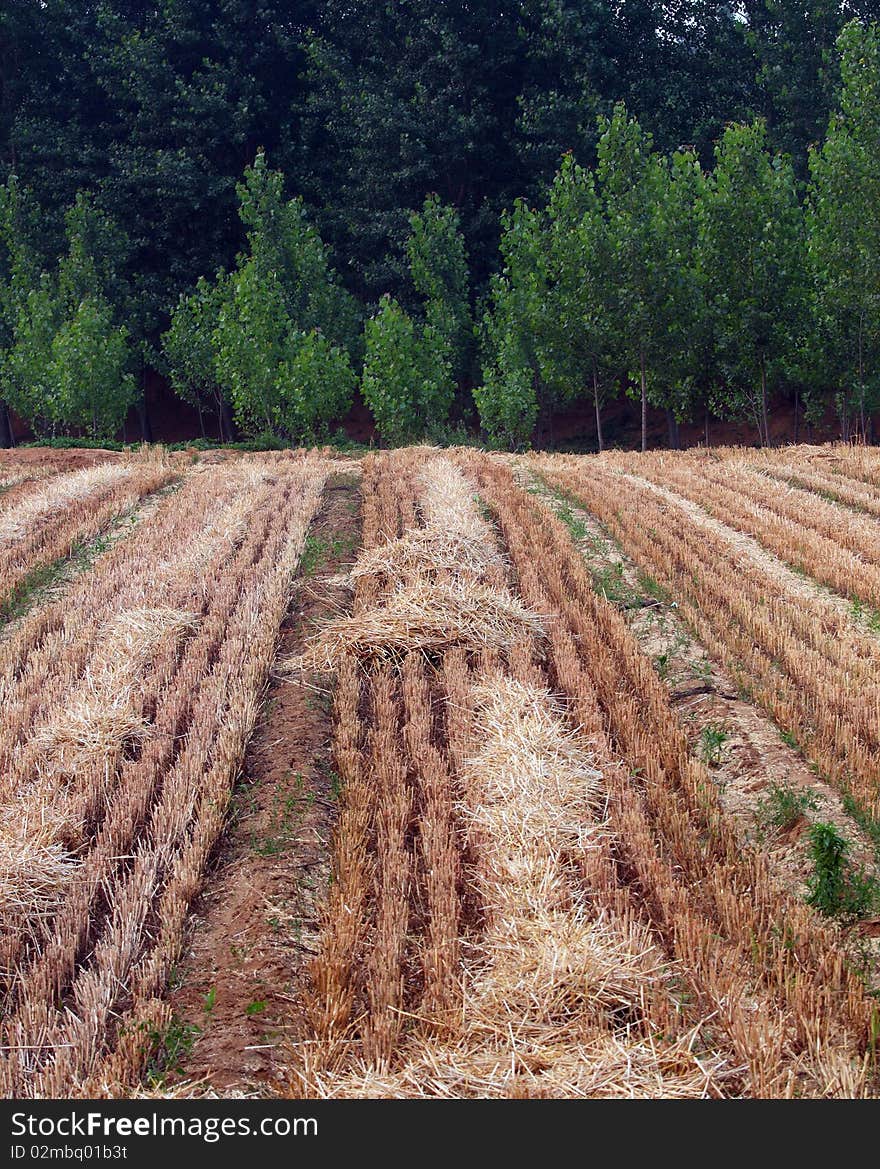 The wheat has been harvested. The wheat has been harvested.