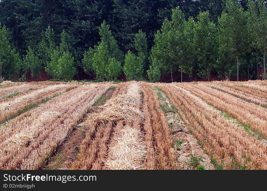 Fields and poplar woods