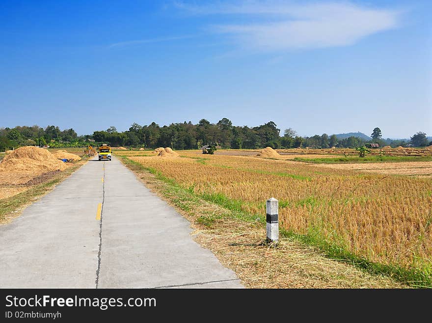 Road Across Rice Fields After Harvest