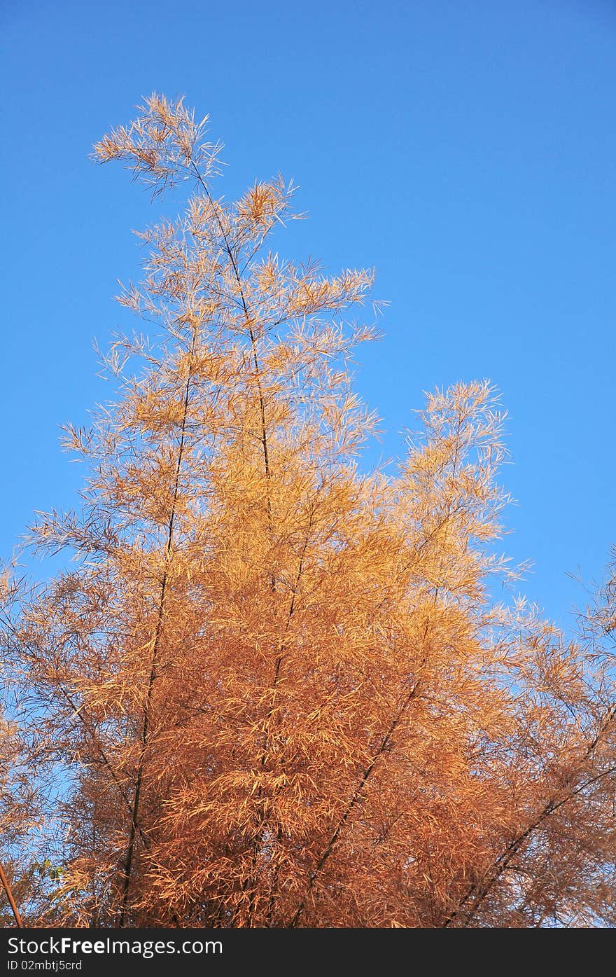 Top bamboo in autumn