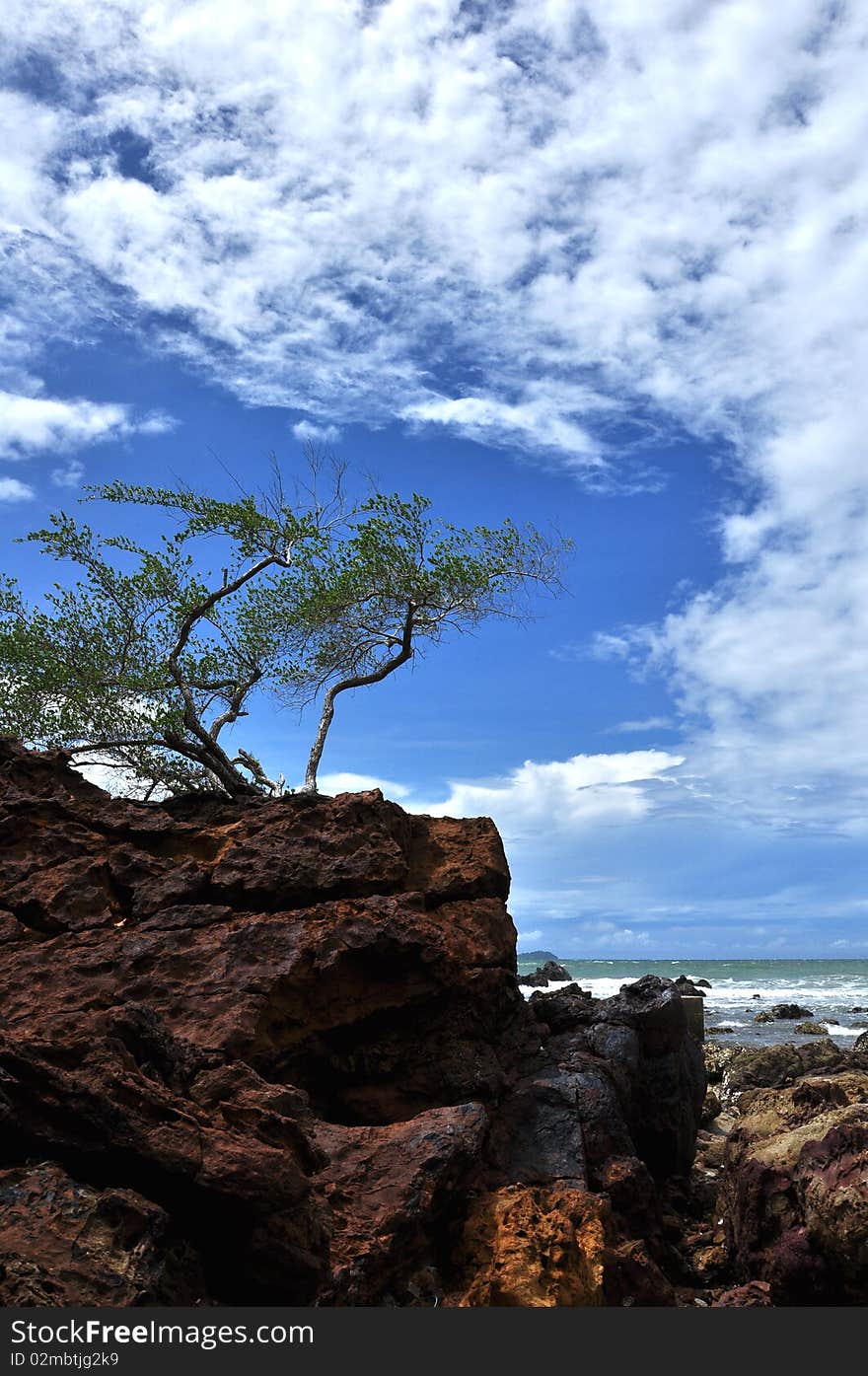 Tree on rocks near the sea. Tree on rocks near the sea