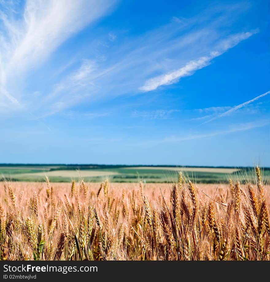 Wheat against the blue sky