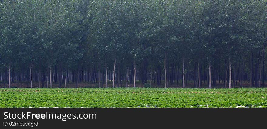 Peanut Fields And Poplar