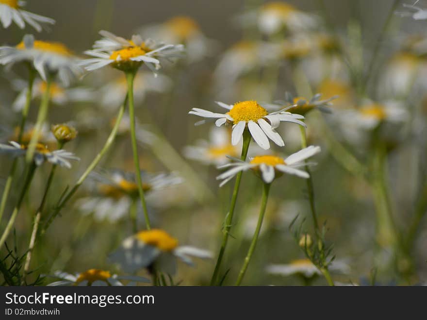 Picture of summer camomile field lit with sunlight. Picture of summer camomile field lit with sunlight