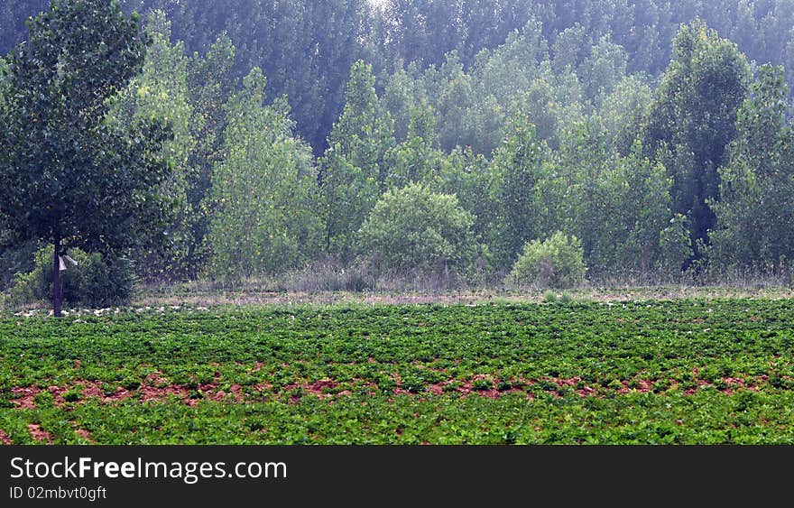 fields and woods