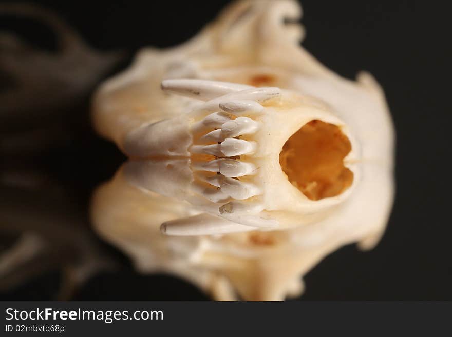 Fox Skull