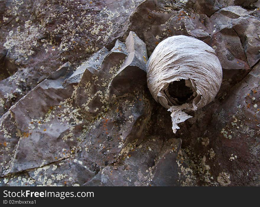 An abandoned wasp nest clings to a cliff face.