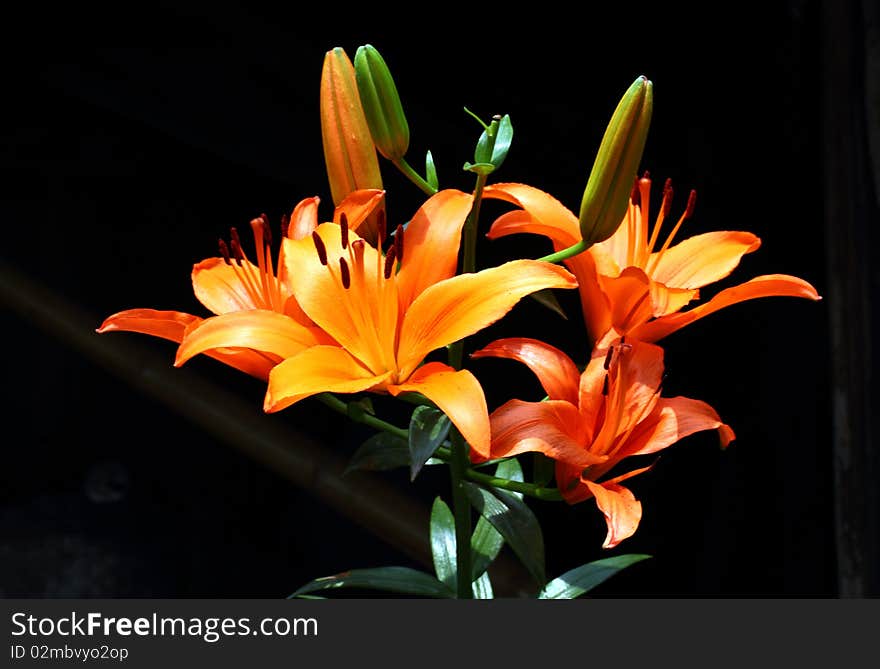 Pretty orange lily is blooming.