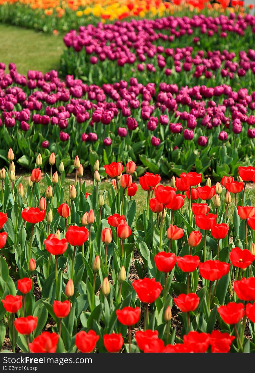 Colorful tulip field taken from South Korea. Colorful tulip field taken from South Korea