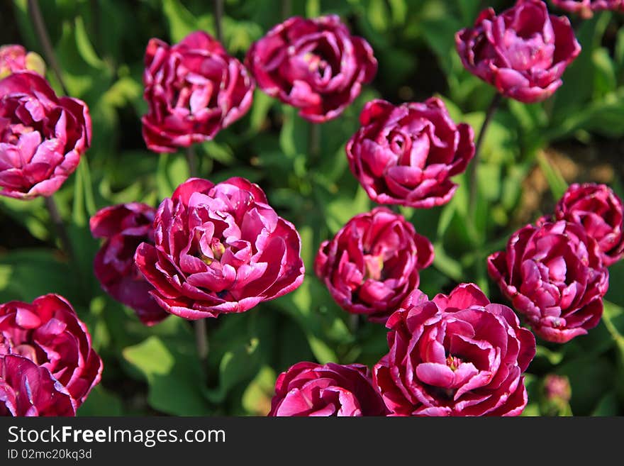 Tulip Garden