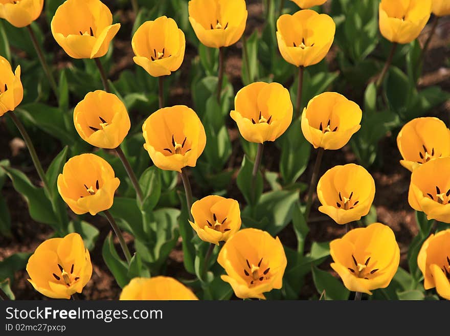 Colorful tulip field taken from South Korea. Colorful tulip field taken from South Korea