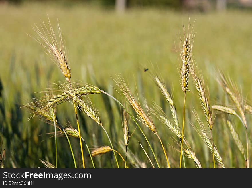 Cereal field with corn in the ear in the summer light