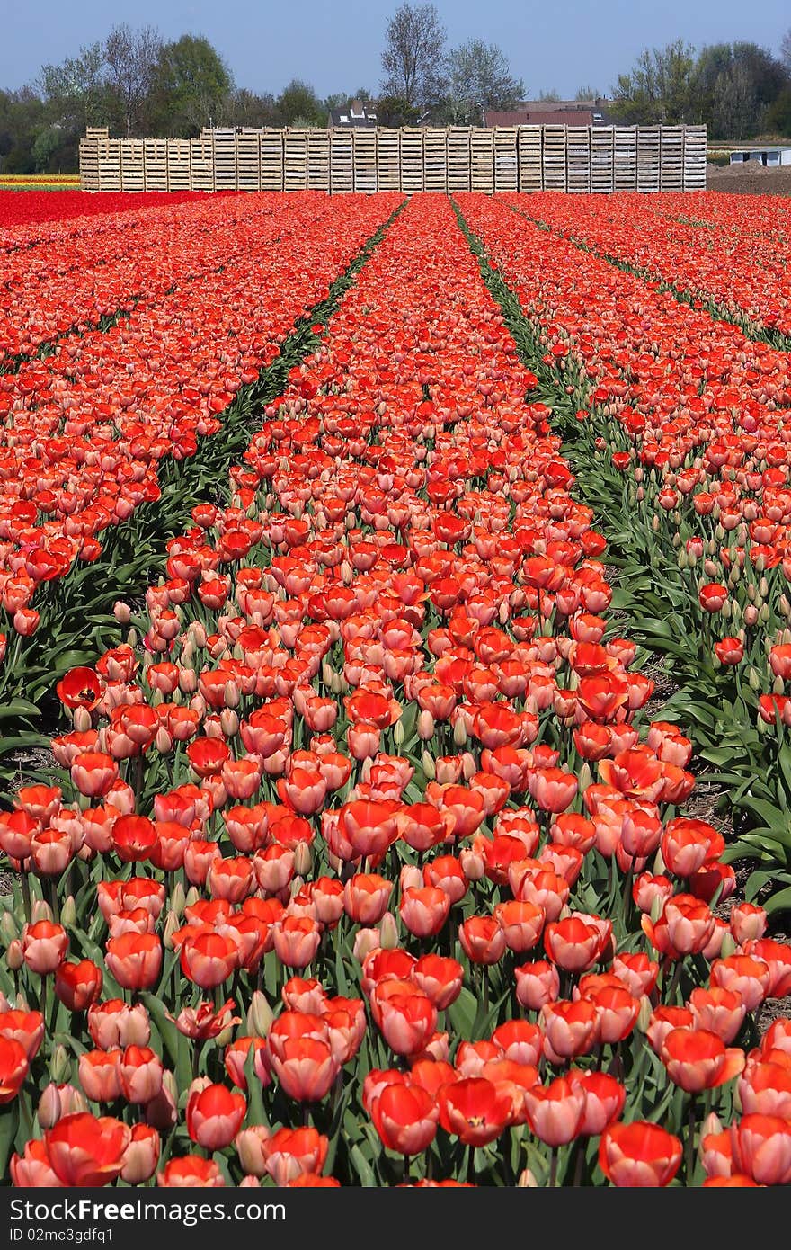 Tulip field in bloom with Stacks of empty flower / bulb crates in the background.