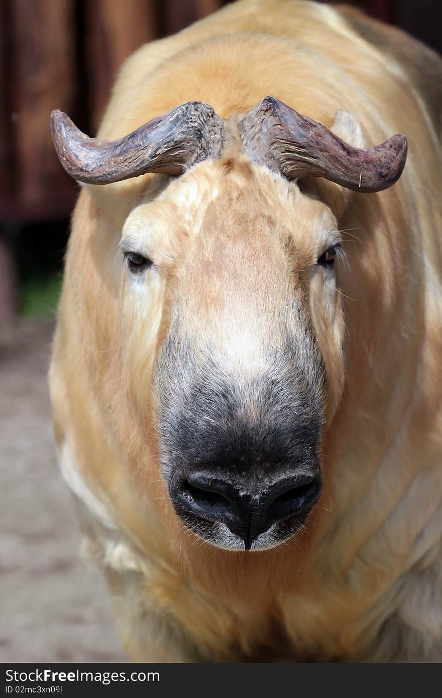 A takin