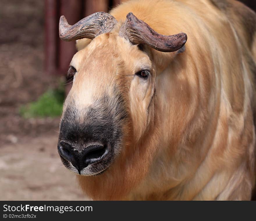 A takin