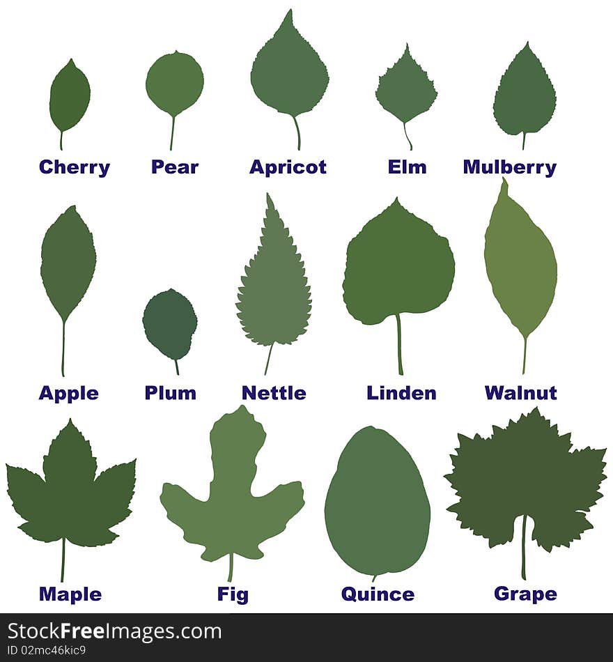 Contours of leaves in green color. Contours of leaves in green color