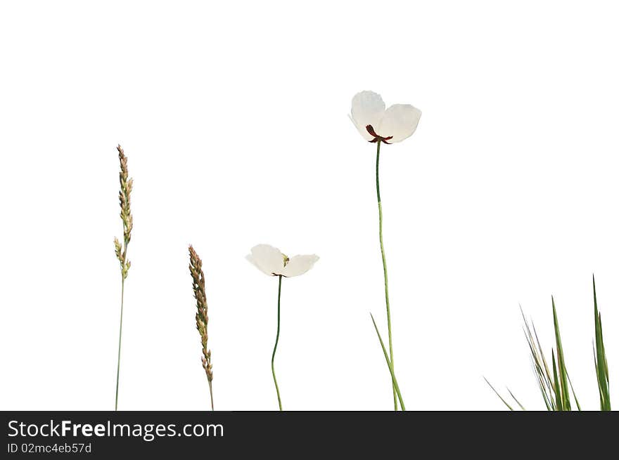 White poppies