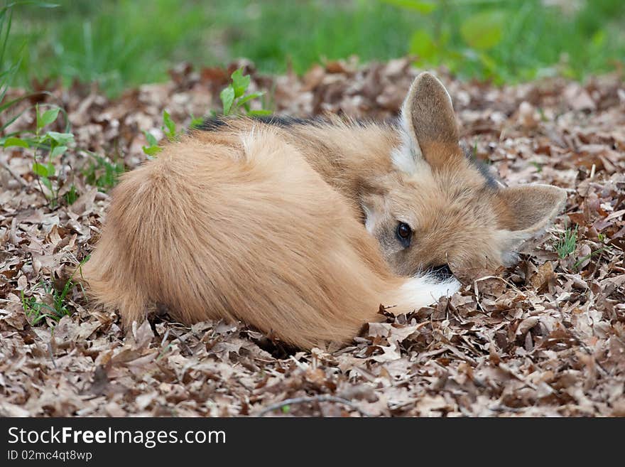 A Maned wolf curled up taking a nap in a pile of leaves. A Maned wolf curled up taking a nap in a pile of leaves