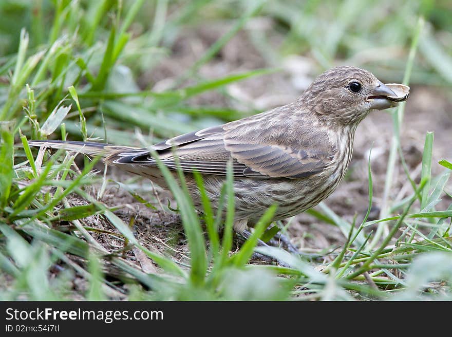 Female finch with seed