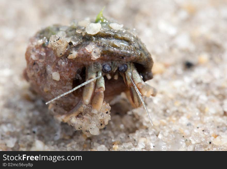 A close up of a hermit crab in the sand