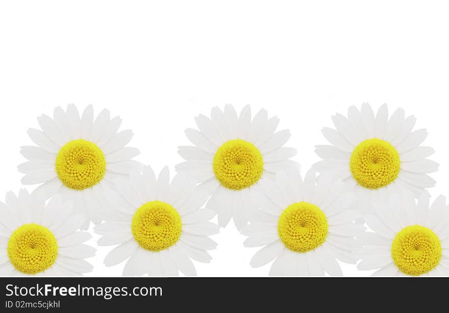 Beautiful summer chamomiles isolated on white background. Beautiful summer chamomiles isolated on white background