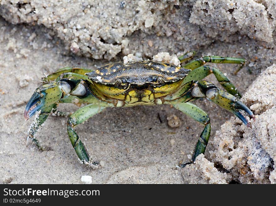 A picture of a beautiful green crap standing in the sand. A picture of a beautiful green crap standing in the sand