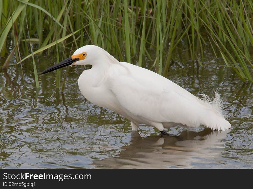 A Snowy egret wading in the water