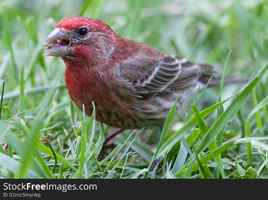 Red Male House Finch