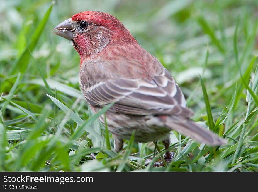 Red male house finch