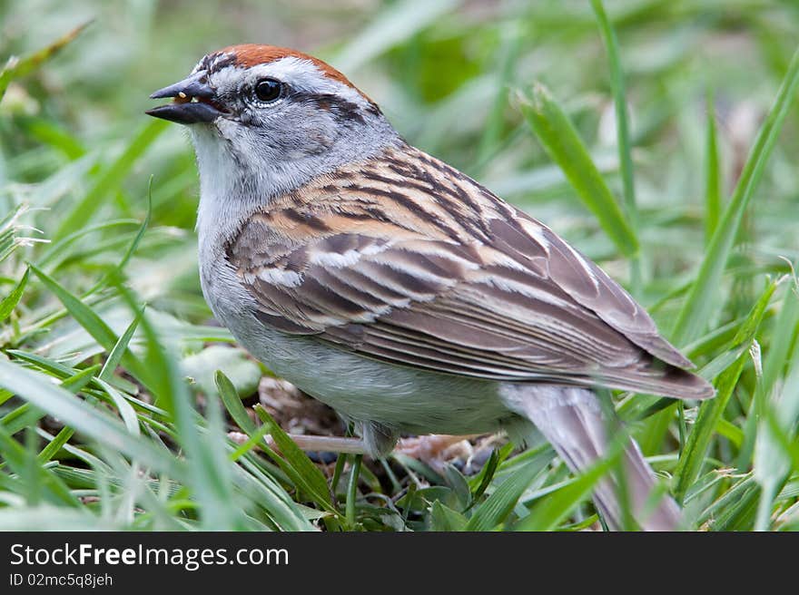 Male House Sparrow