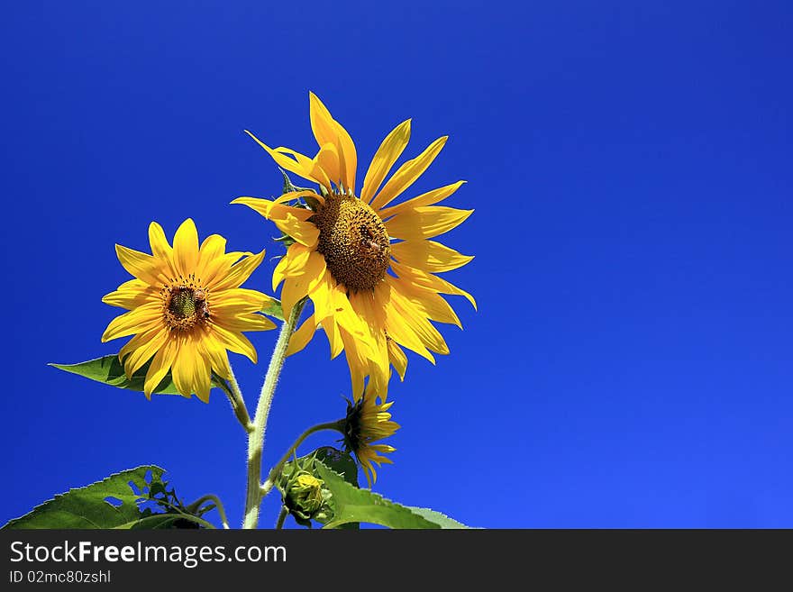 Sunflowers with blue sky background