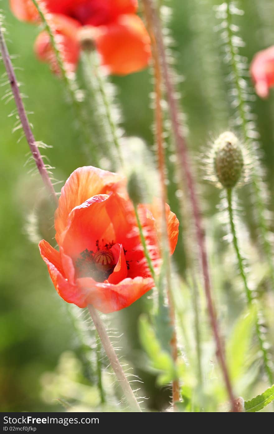 Red poppy