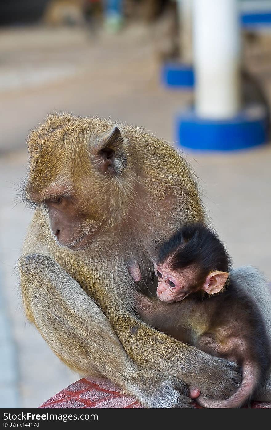 This picture is a little monkey with it's family