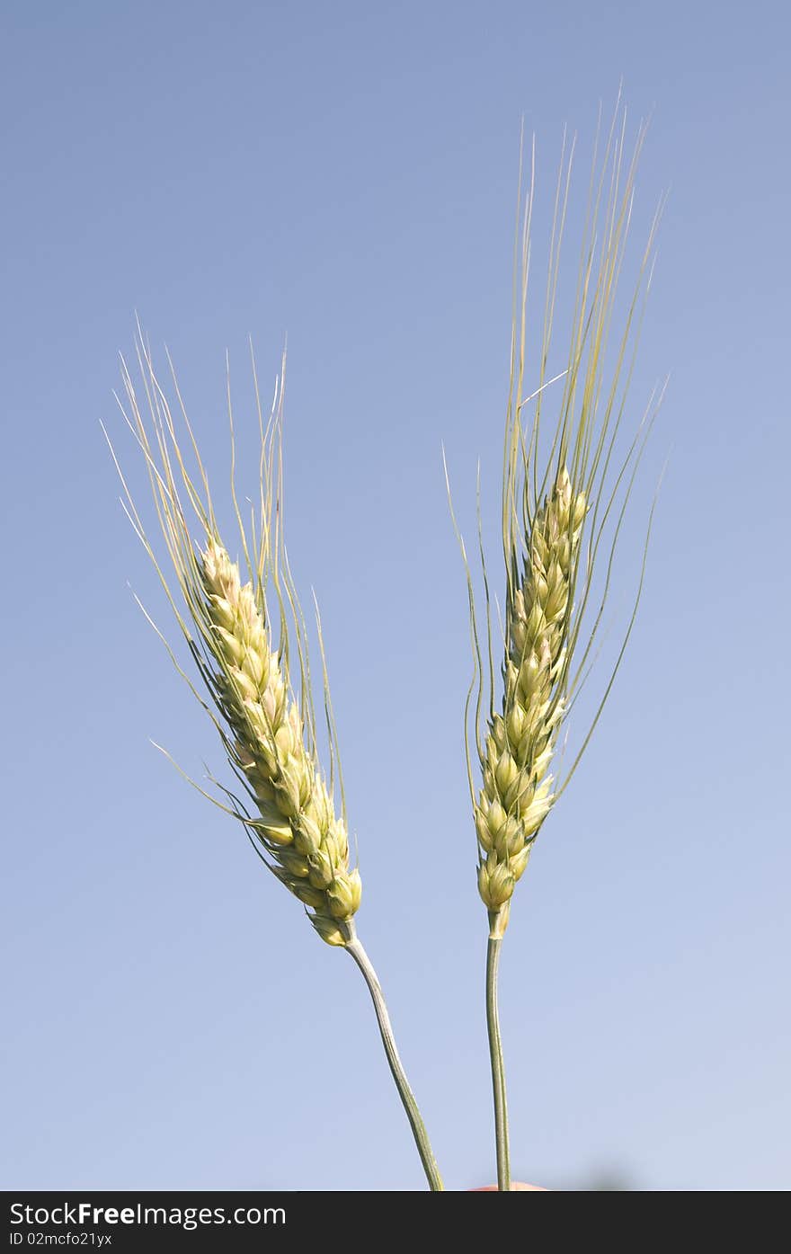 Barley plant against the sky