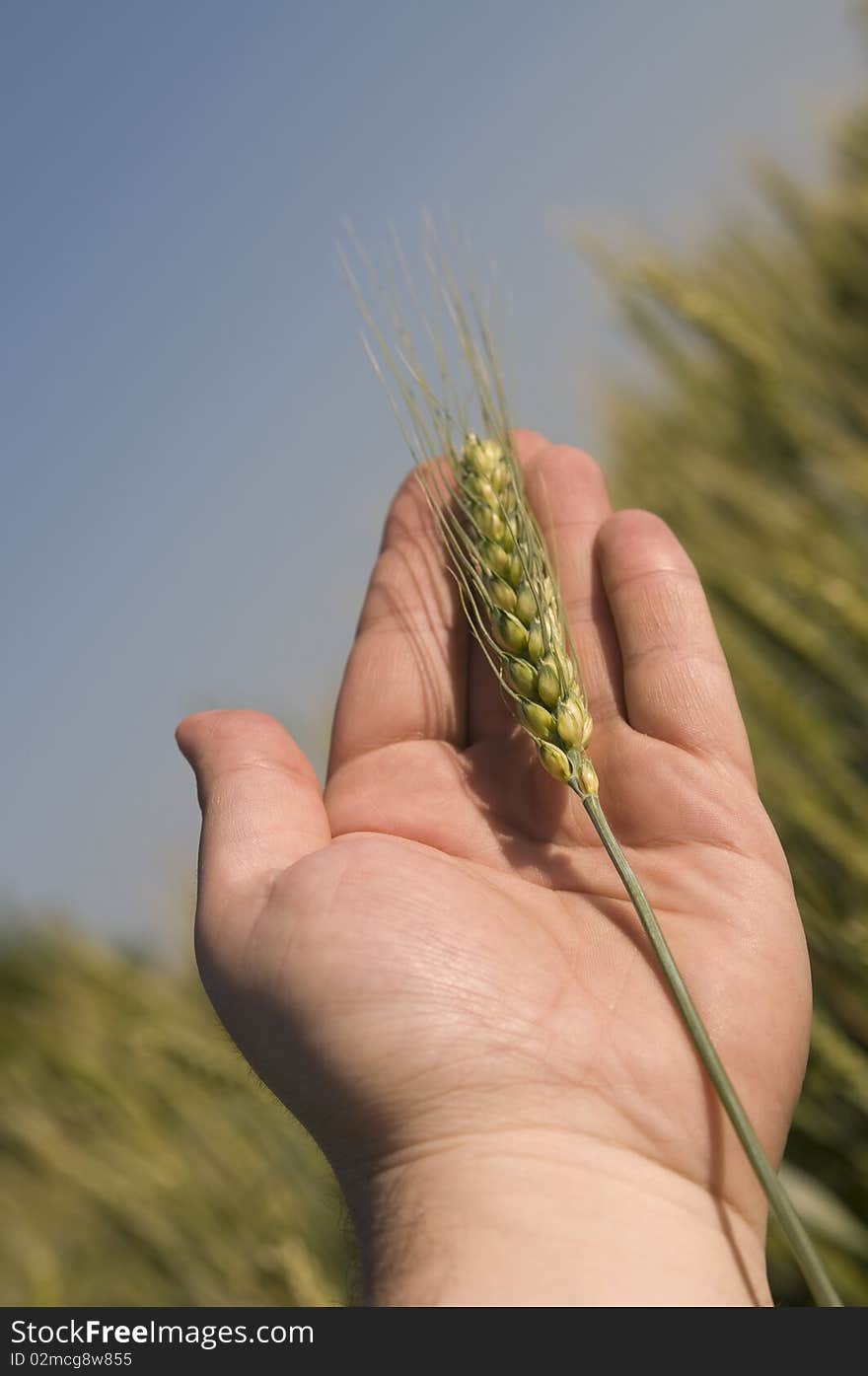 Closeup of ear of barley in a hand against field and sky. Closeup of ear of barley in a hand against field and sky