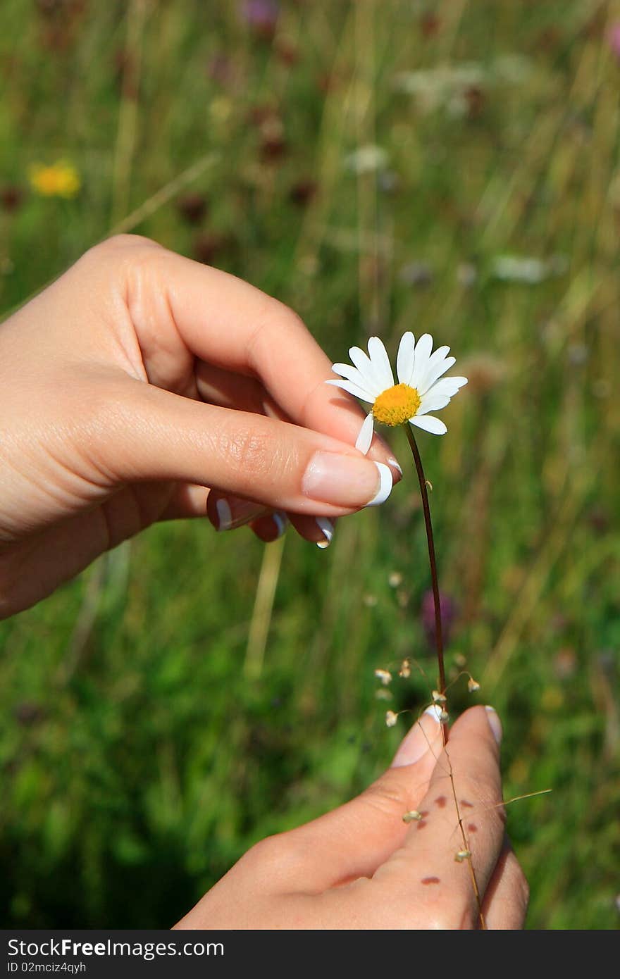 Camomile in hands 1