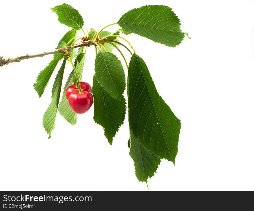 Two red ripe cherries on a branch with green leaves. Two red ripe cherries on a branch with green leaves