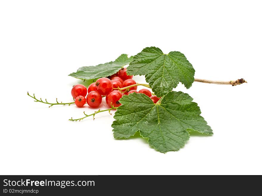 Red juicy currant