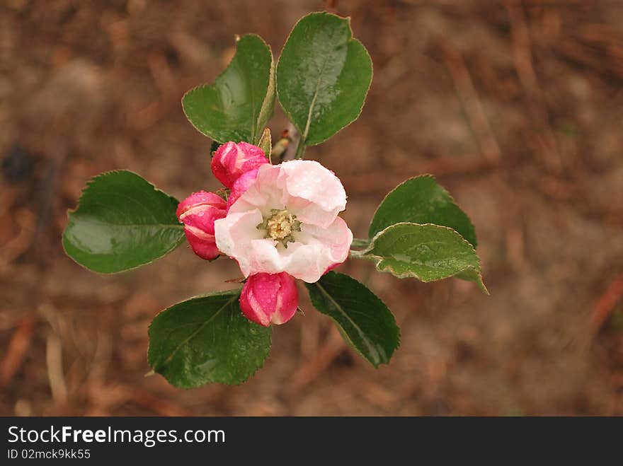 View of blossom from the apple tree, taken after rainfall. View of blossom from the apple tree, taken after rainfall.