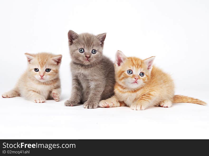 Little British Shorthair Kittens