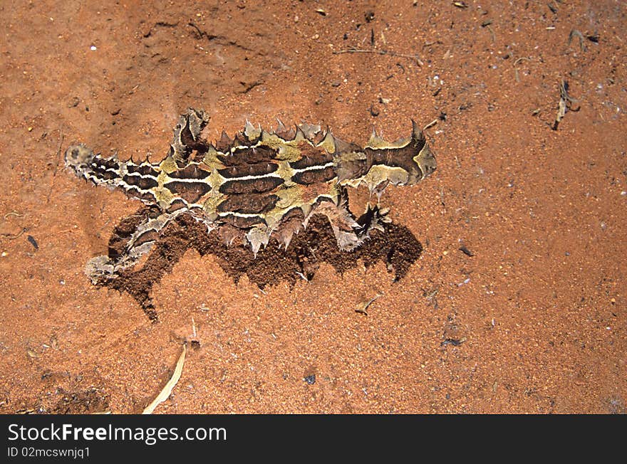 Overhead view of Thorny Devil (Moloch horridus) lizard walking across red sand in Kings Canyon, Northern Territory, Australia, by Hal Brindley. Overhead view of Thorny Devil (Moloch horridus) lizard walking across red sand in Kings Canyon, Northern Territory, Australia, by Hal Brindley