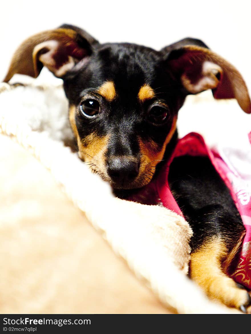 Half Dachshund, half Chihuahua puppy, also known as a Chiaweenie, with big floppy ears, laying down in a tan and white dog bed wearing a pink dress. Half Dachshund, half Chihuahua puppy, also known as a Chiaweenie, with big floppy ears, laying down in a tan and white dog bed wearing a pink dress.