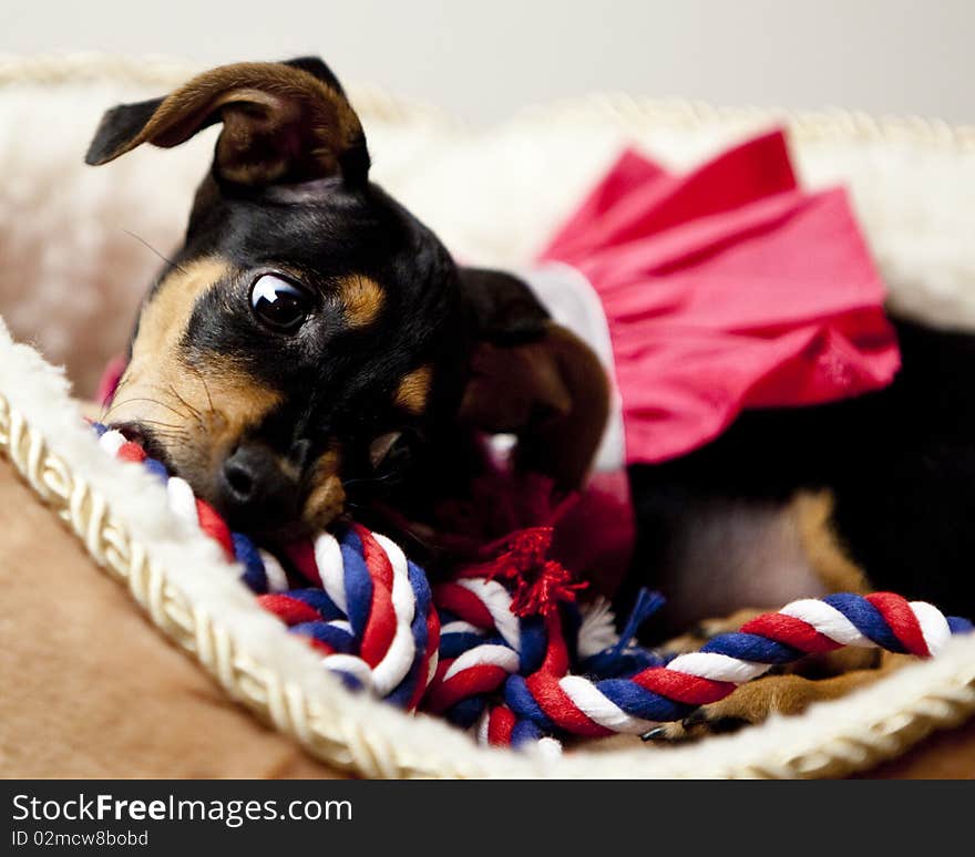 Half Dachshund, half Chihuahua puppy, also known as a Chiaweenie, with big floppy ears, laying down in a tan and white dog bed wearing a pink dress chewing on a red, white and blue chew toy. Half Dachshund, half Chihuahua puppy, also known as a Chiaweenie, with big floppy ears, laying down in a tan and white dog bed wearing a pink dress chewing on a red, white and blue chew toy.